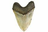 Huge, Fossil Megalodon Tooth - North Carolina #164898-2